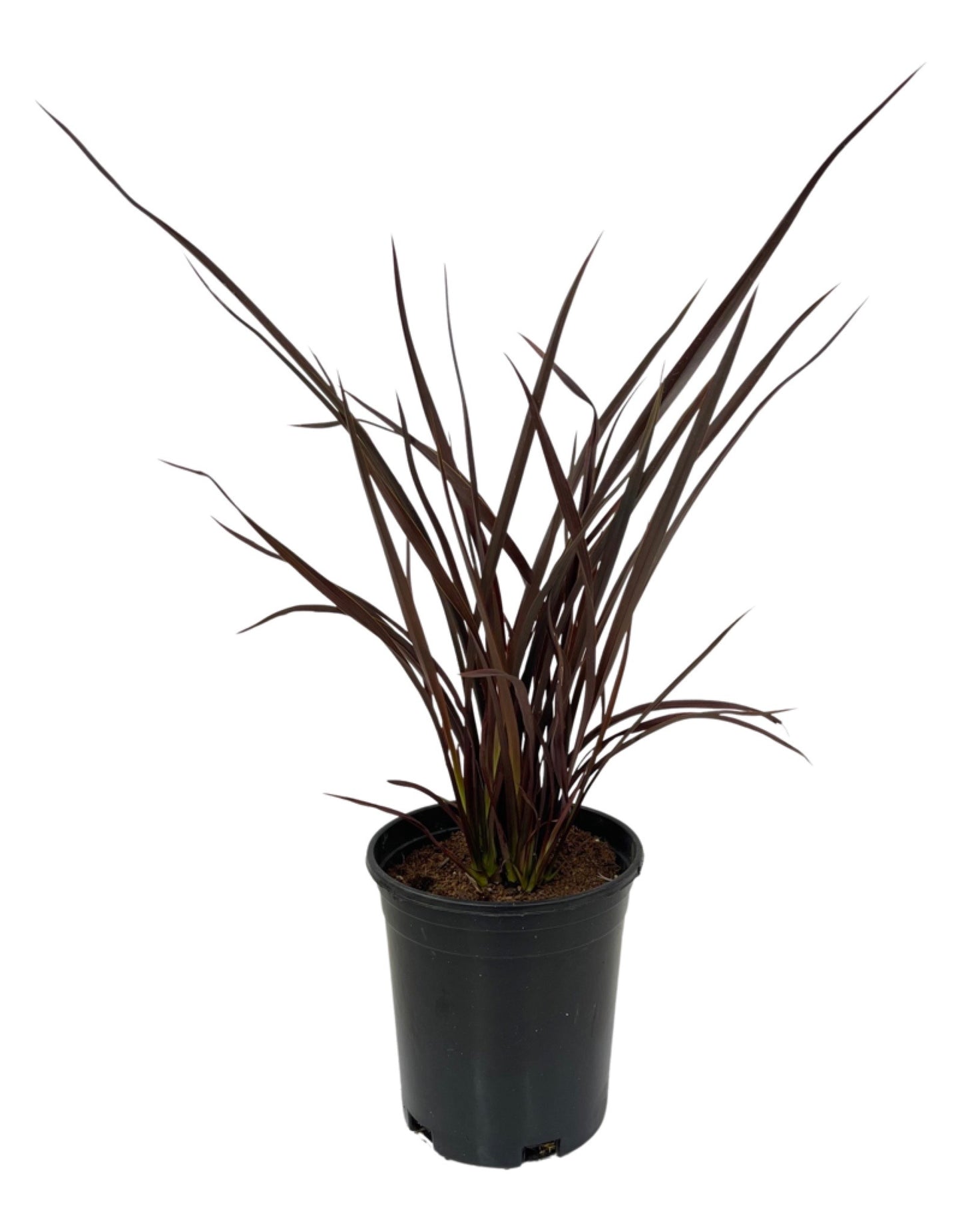 Phormium tenax 'Shiraz' - The Garden Corner