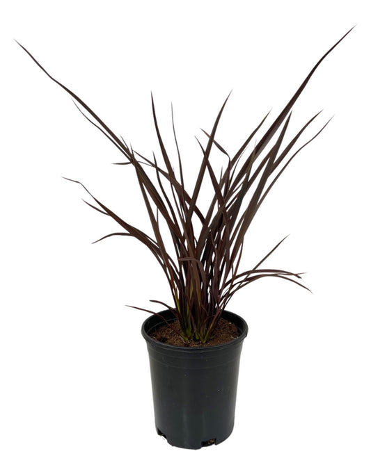 Phormium tenax 'Shiraz' - The Garden Corner