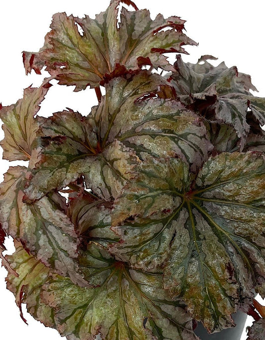 Begonia 'Garden Angel Plum' 6 Inch - The Garden Corner