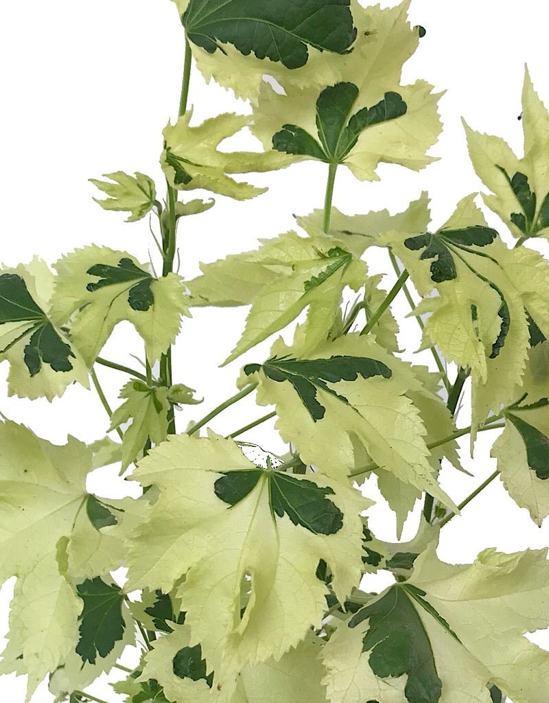 Abutilon 'Savitzii' - Quart - The Garden Corner