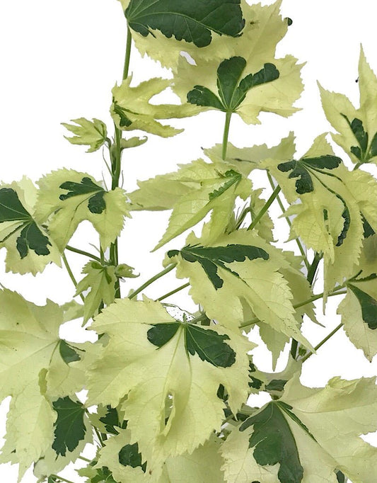 Abutilon 'Savitzii' - Quart - The Garden Corner