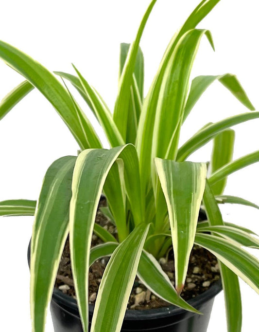 Chlorophytum comosum 'Ocean' 4 Inch - The Garden Corner