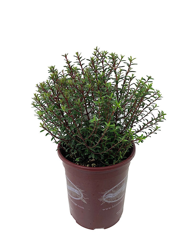 Hebe anomala 'Purpurea Nana'