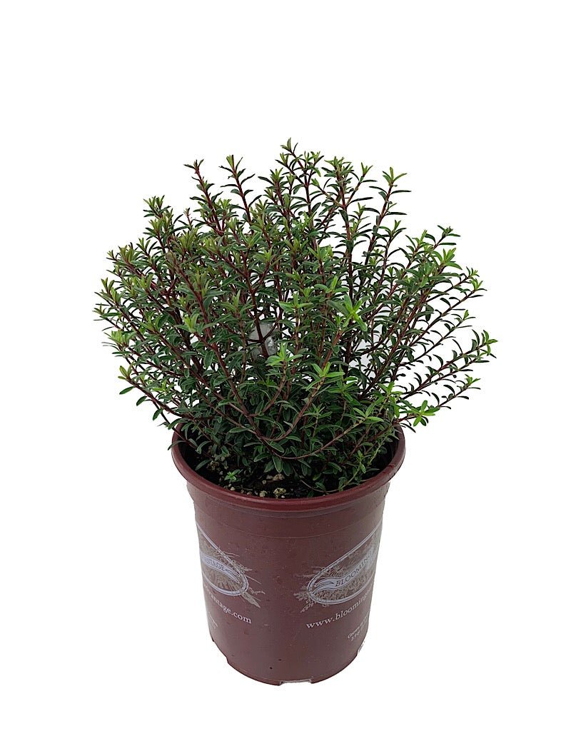 Hebe anomala 'Purpurea Nana' - Shrubs