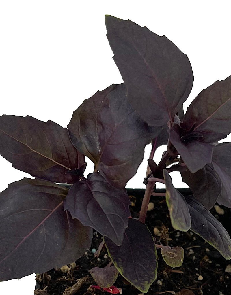 Basil 'Red Rubin' - Herbs and Vegetables
