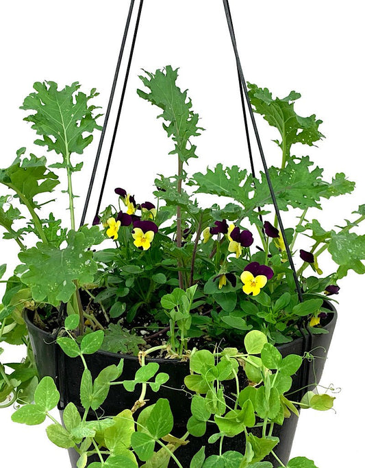 Edible Hanging Garden 3 - The Garden Corner