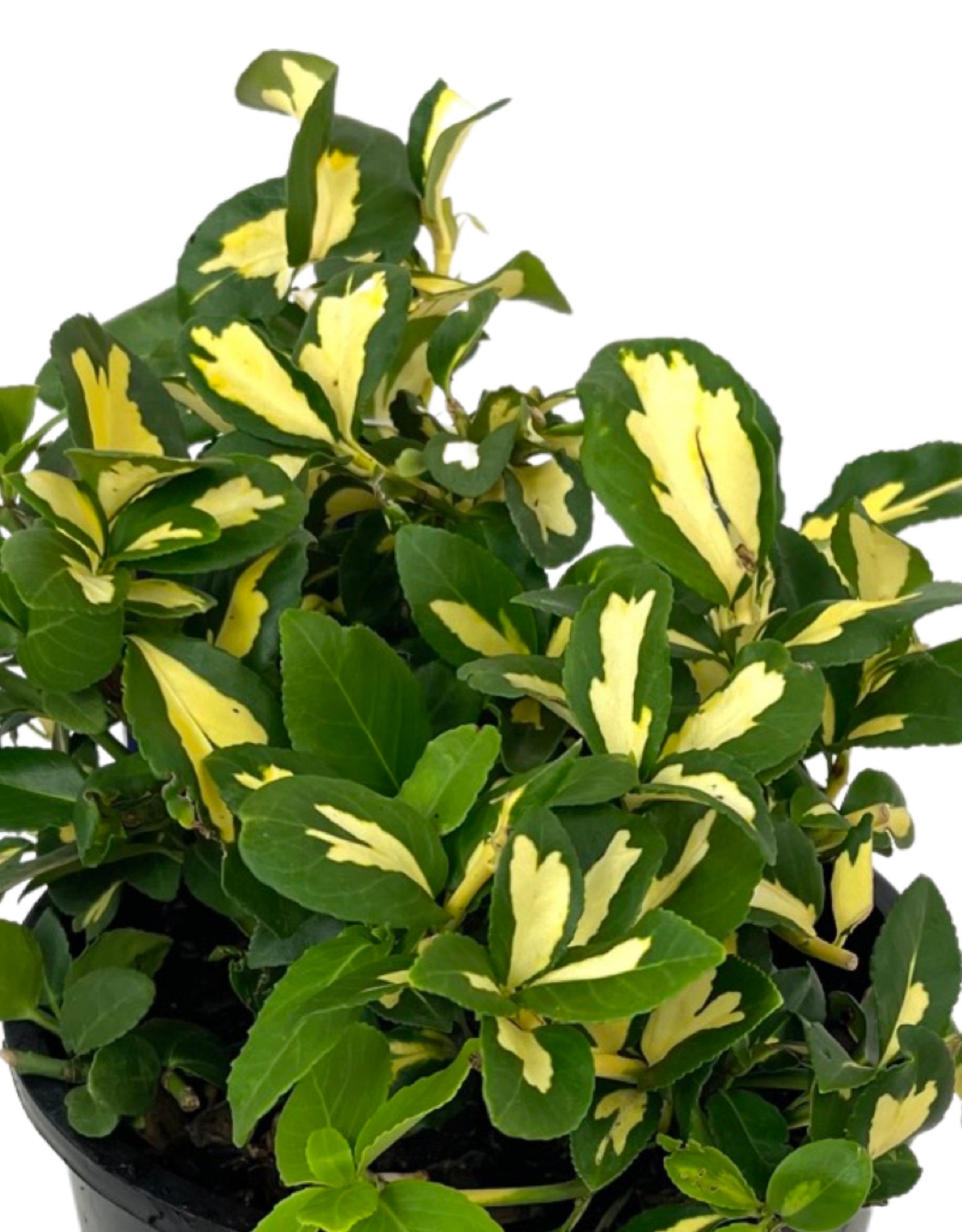 Euonymus fortunei 'MoonShadow' - The Garden Corner