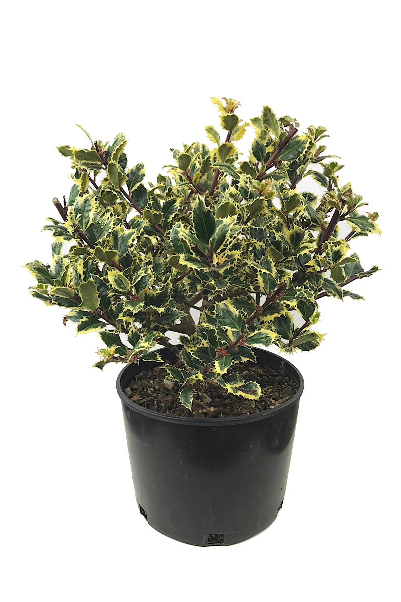 Ilex a. 'Ferox Argentea' 3 gal