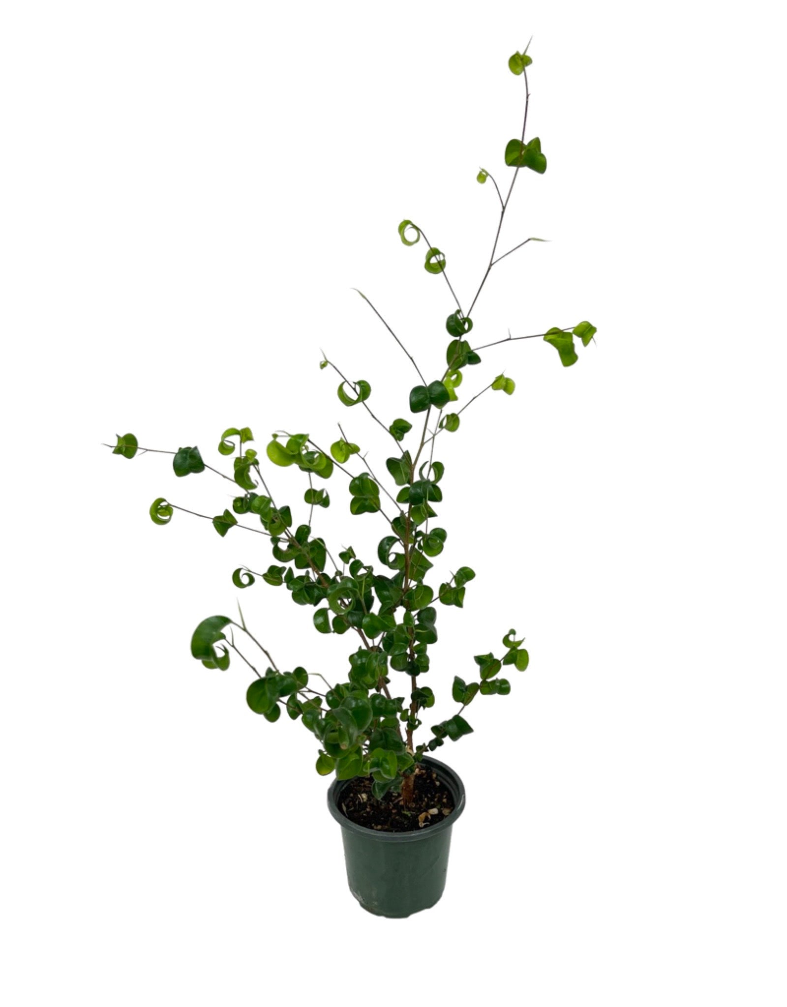 house plant with curly leaves Ficus benjamina 'Pandora' – The Garden Corner