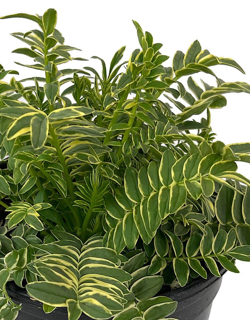 Polemonium 'Brise d'Anjou' - The Garden Corner