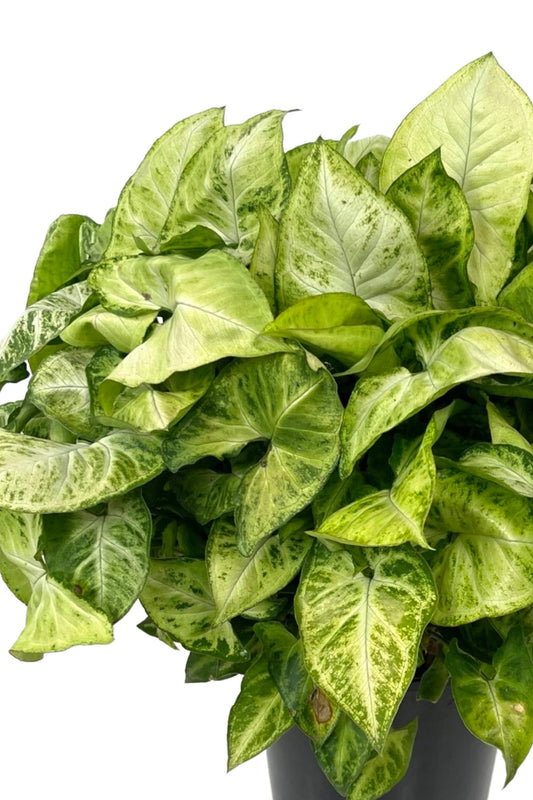 Syngonium podophyllum 1 Gallon - The Garden Corner