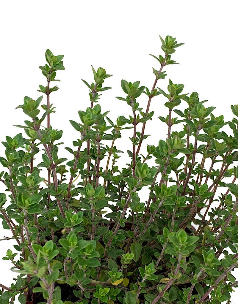Thymus vulgaris 'English Wedgewood 4 Inch - The Garden Corner