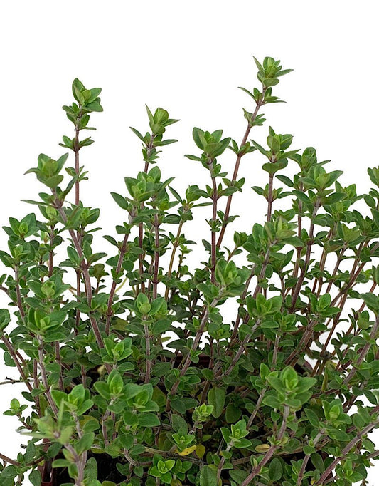 Thymus vulgaris 'English Wedgewood 4 Inch - The Garden Corner