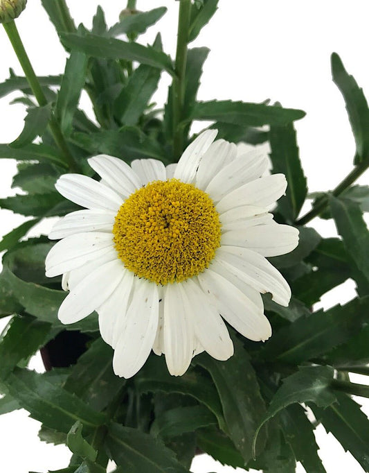 Leucanthemum 'Snowcap' 1 Gallon - The Garden Corner