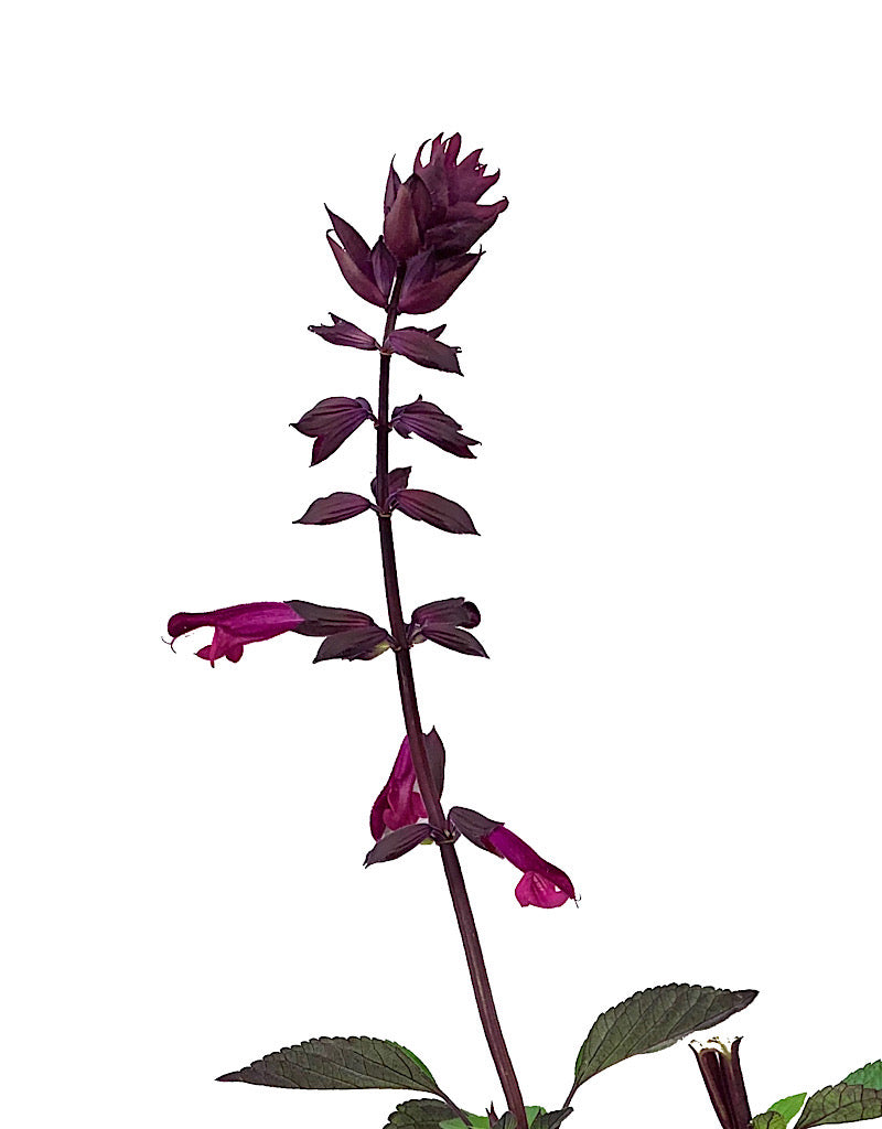 Salvia 'Love and Wishes' Quart