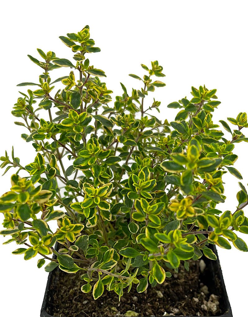 Thymus x citriodorus (Lemon Thyme) - The Garden Corner