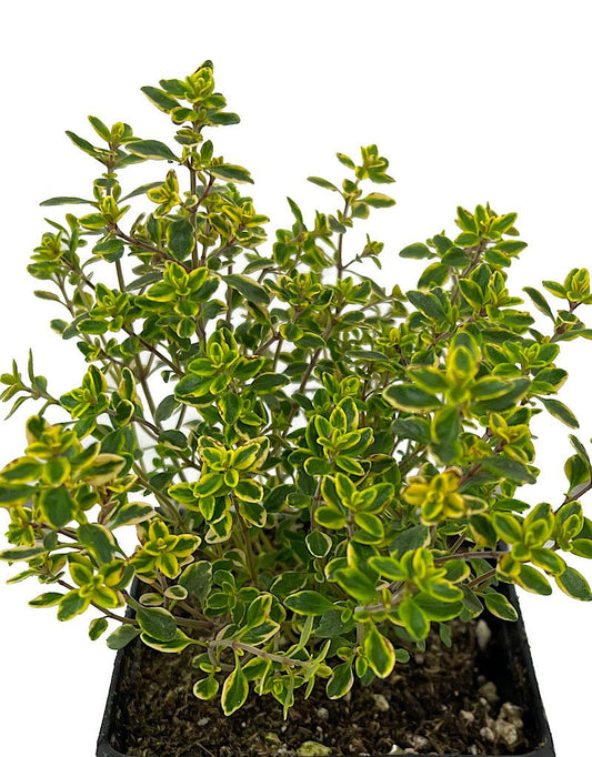 Thymus x citriodorus (Lemon Thyme) - The Garden Corner