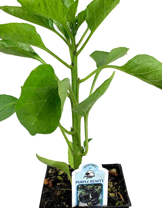 Pepper 'Purple Beauty' - The Garden Corner