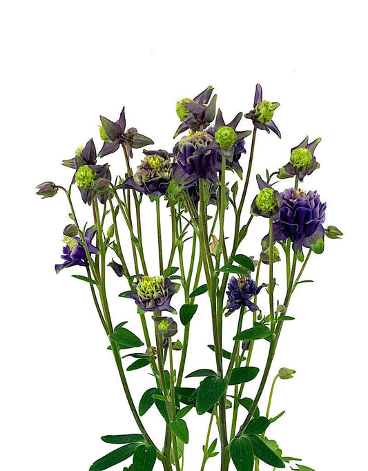 Aquilegia caerulea 'Winky Double Dark Blue and White' Quart - The Garden Corner