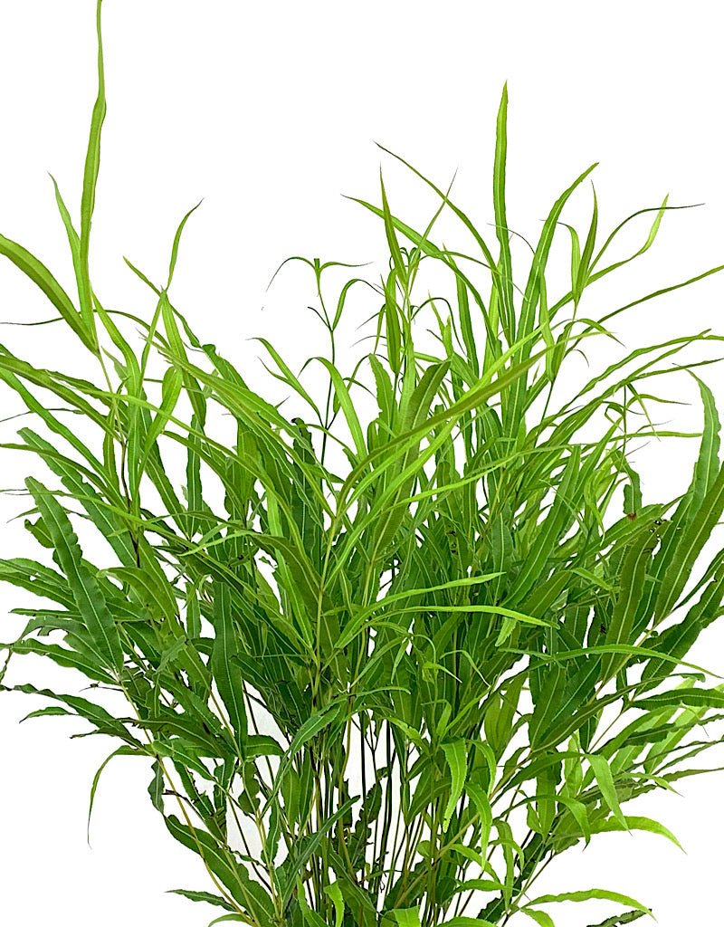 Pteris cretica 1 Gallon - The Garden Corner