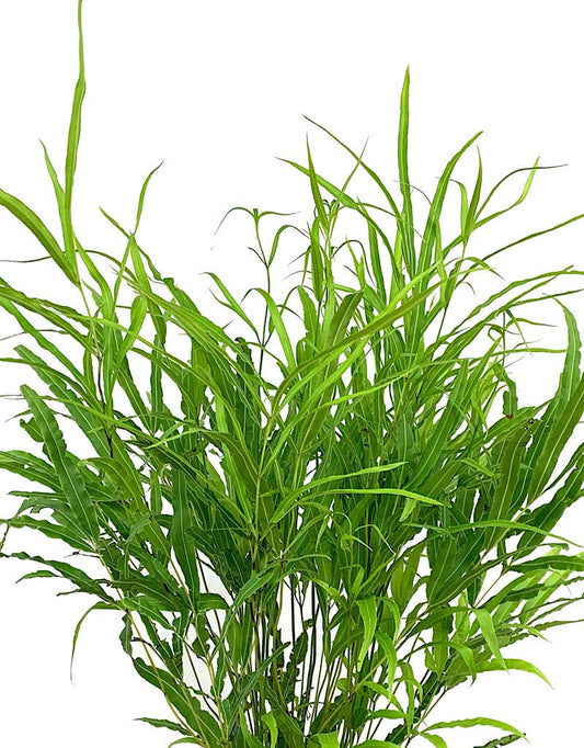 Pteris cretica 1 Gallon - The Garden Corner