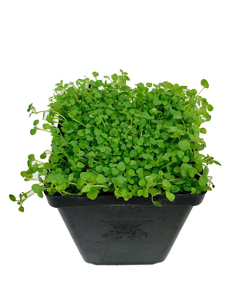 Mentha requienii - Groundcovers