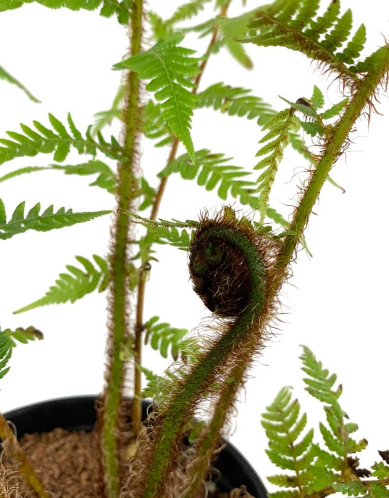 Cyathea cooperi 1 Gallon - The Garden Corner