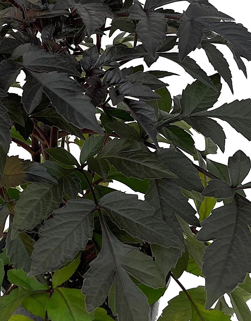 Dahlia 'Mystic Illusion Yellow' 1 Gallon - The Garden Corner