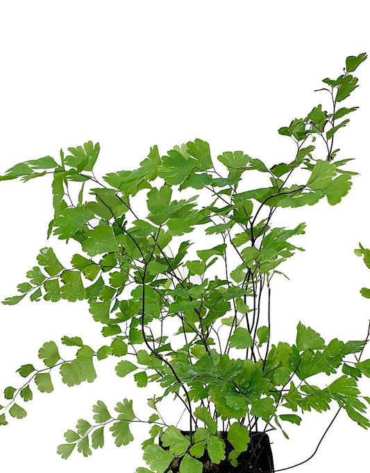 Adiantum capillus - veneris 4 inch - The Garden Corner