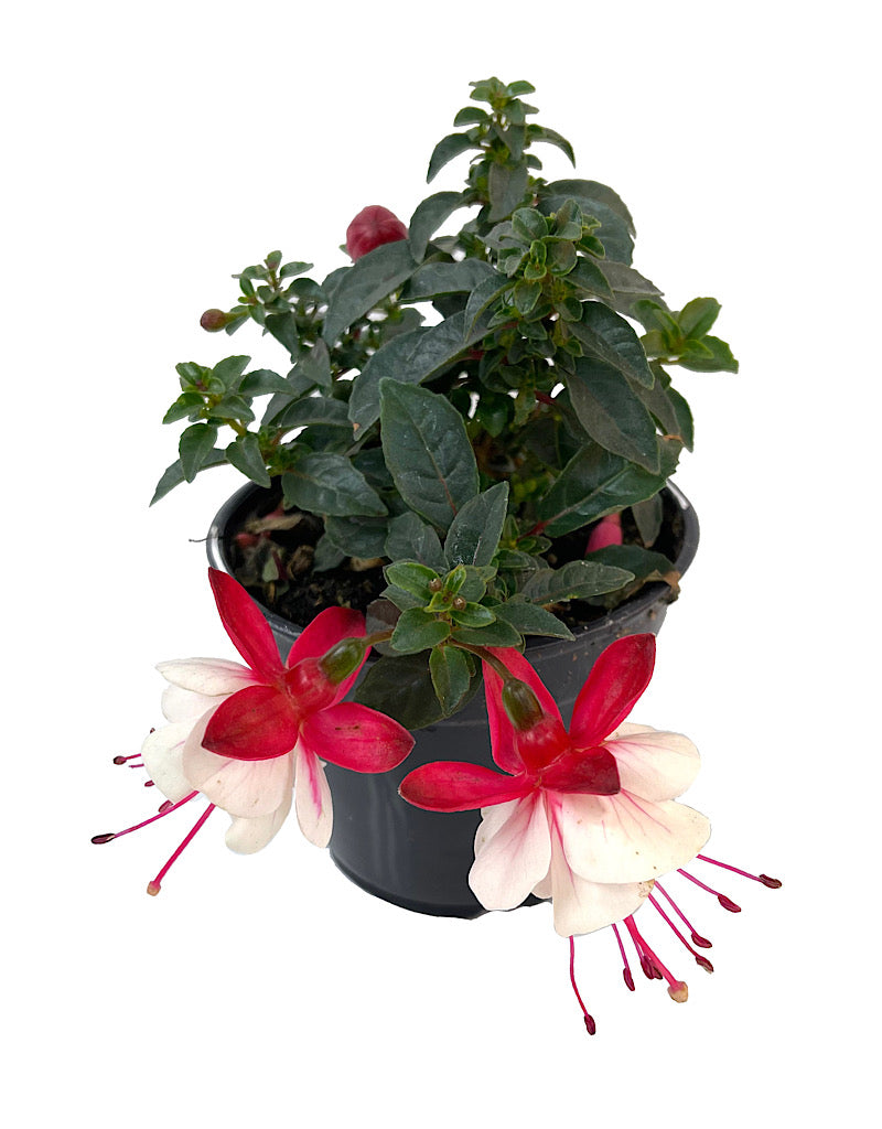 Fuchsia 'Aretes Arroyo Grande' 4 Inch