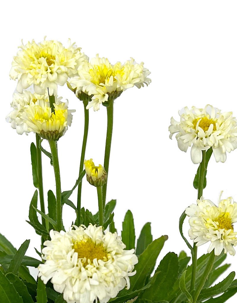Leucanthemum superbum 'Luna' 1 Gallon - The Garden Corner