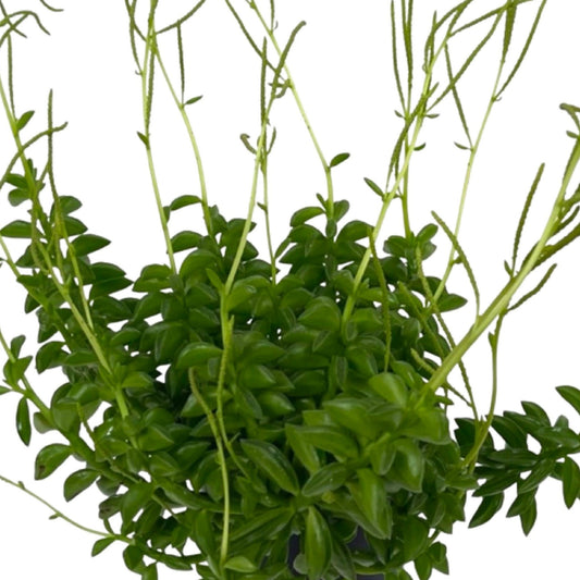 Peperomia axillaris 4 inch - The Garden Corner