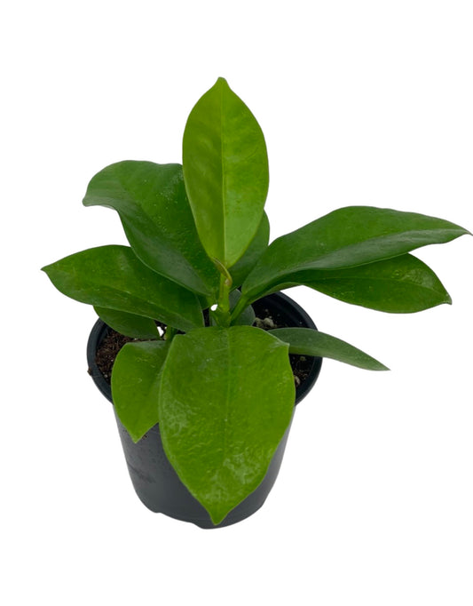 Hoya 'Skinneriana' - The Garden Corner