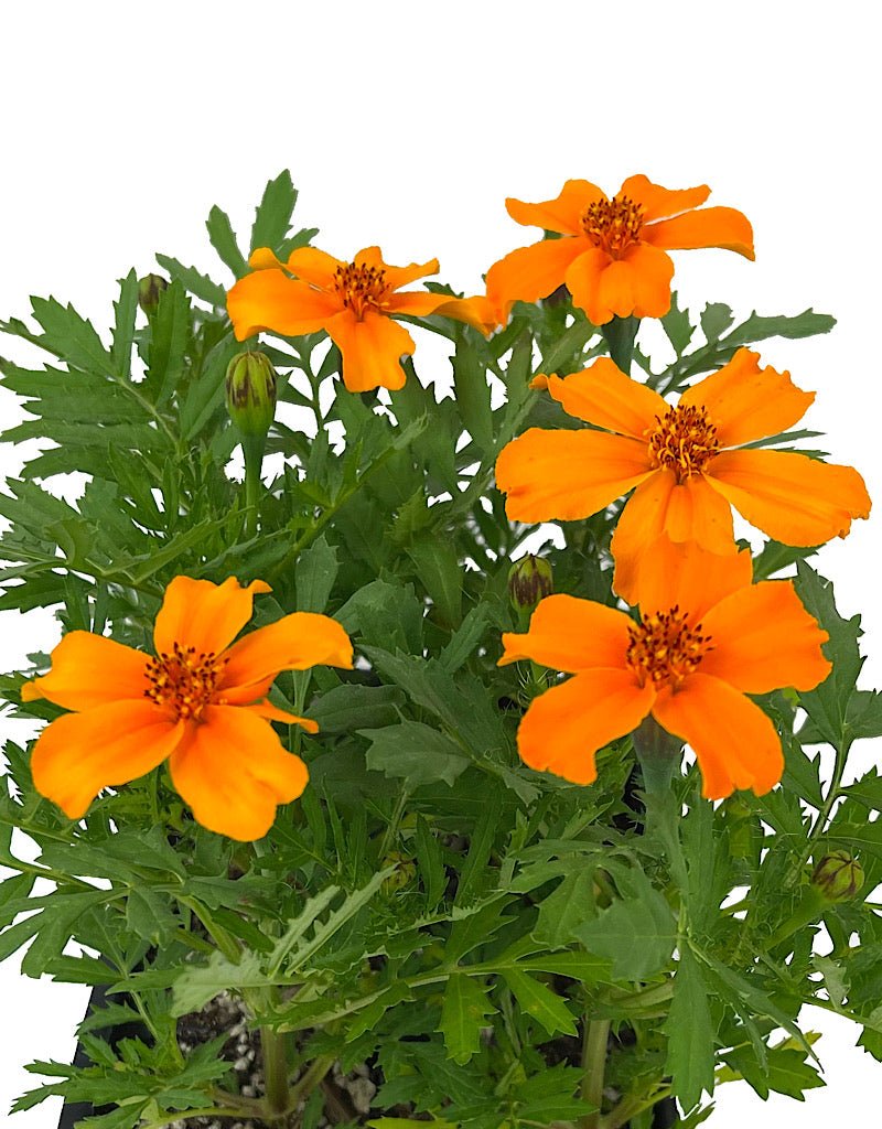 Marigold 'Disco Orange' Jumbo Traypack - The Garden Corner
