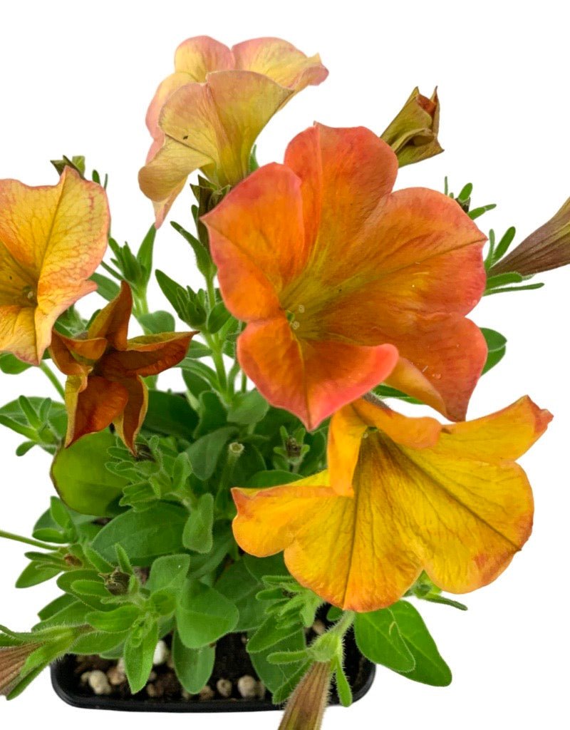 Petchoa 'SuperCal Sunset Orange' - The Garden Corner