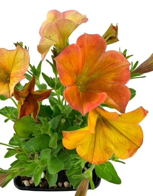 Petchoa 'SuperCal Sunset Orange' - The Garden Corner