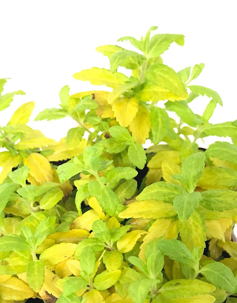 Veronica prostrata 'Aztec Gold' Quart - The Garden Corner