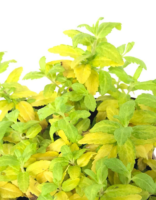 Veronica prostrata 'Aztec Gold' Quart - The Garden Corner