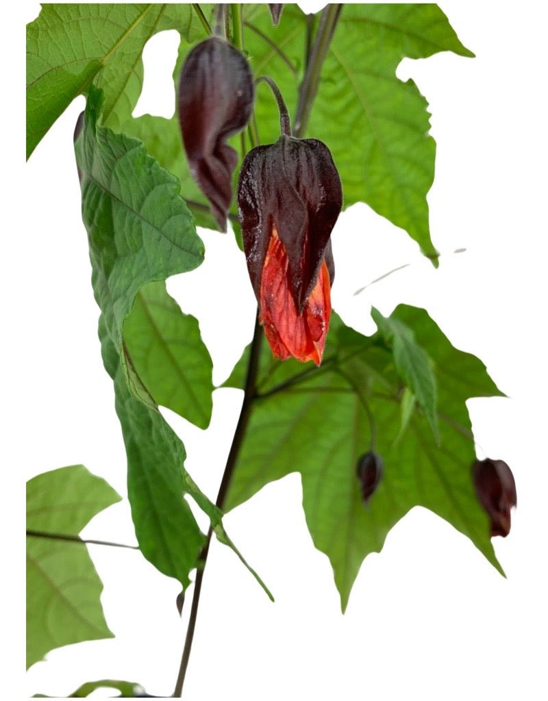Abutilon megapotamicum 'Red' - The Garden Corner