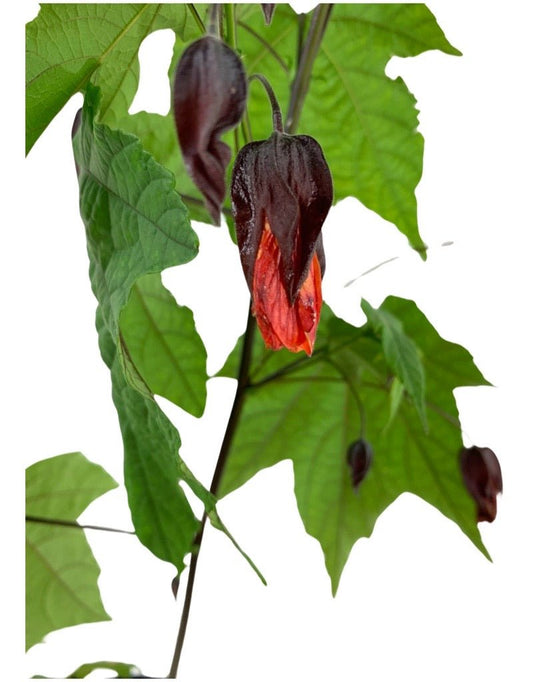 Abutilon megapotamicum 'Red' - The Garden Corner
