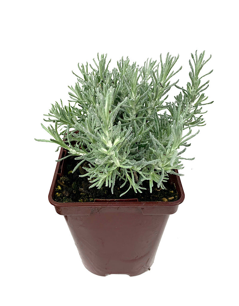 Helichrysum italicum 'Dwarf' 4 inch