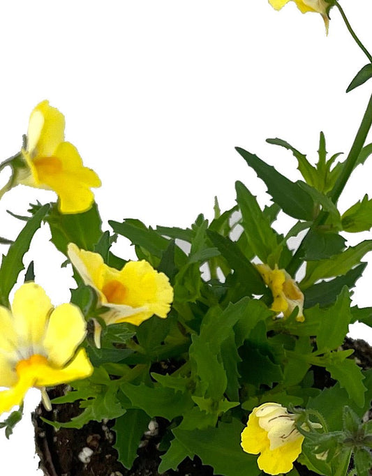 Nemesia 'Sunsatia Lemon Improved' - The Garden Corner