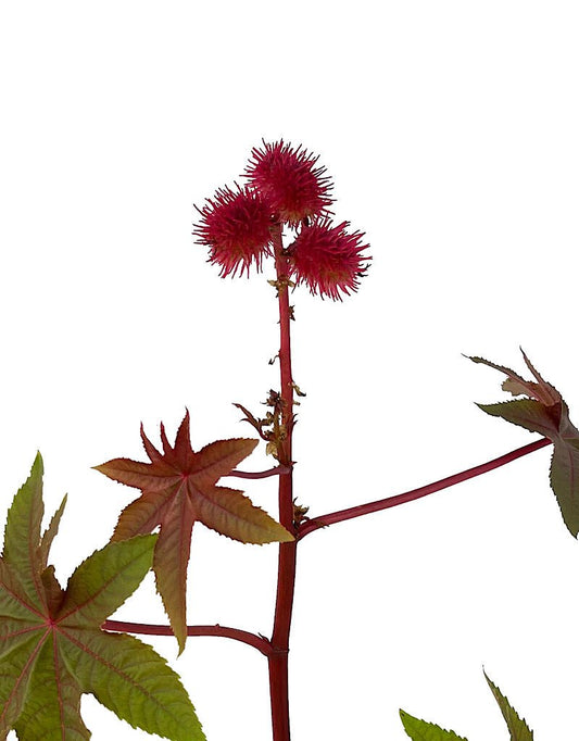 Ricinus communis 1 Gallon - The Garden Corner