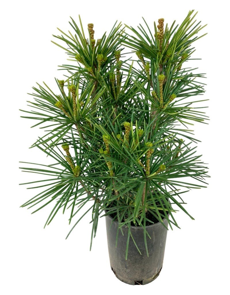Sciadopitys verticillata 'Joe Kozey' - The Garden Corner