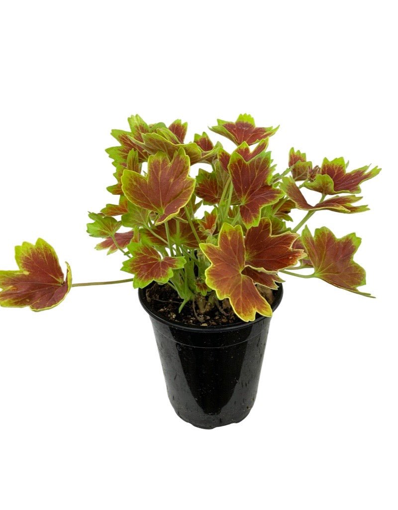 Geranium Fancy Leaf 'Vancouver Centennial' - The Garden Corner