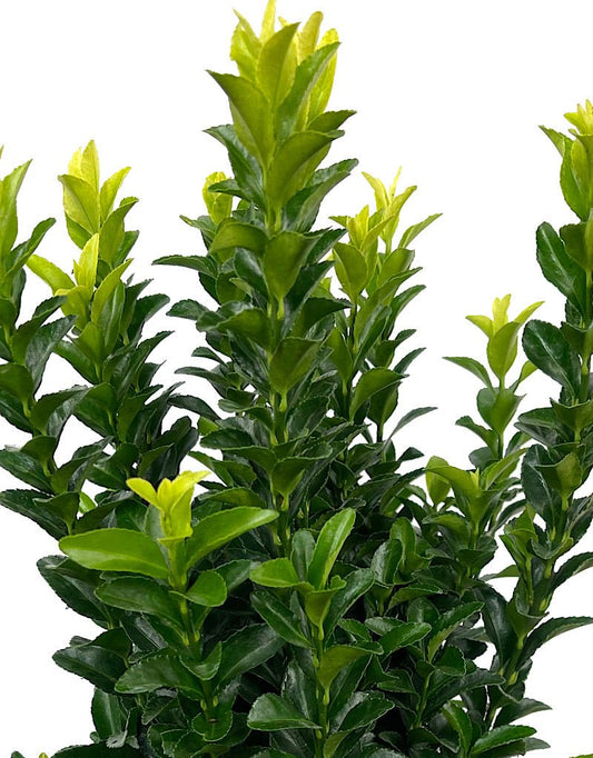 Euonymus japonicus 'Paloma Blanca' - The Garden Corner