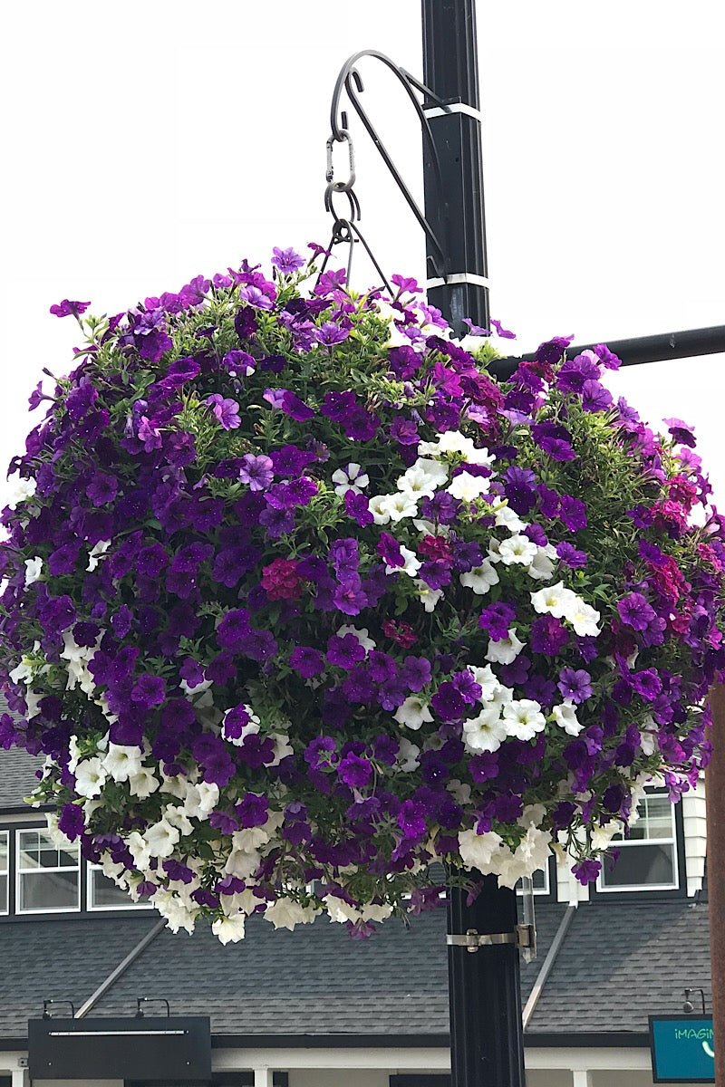 Our Passion Basket - Pre-Order - Annuals