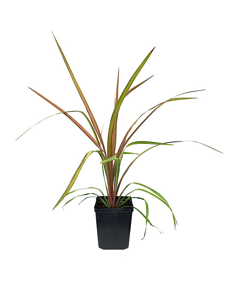 Cordyline albertii 'Cha Cha' - The Garden Corner