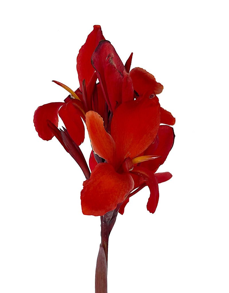 Canna 'Cannova Bronze Scarlet' 1 Gallon - The Garden Corner