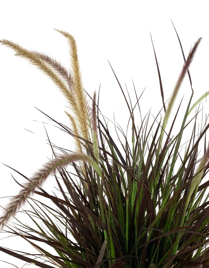 Pennisetum setaceum 'Rubrum'